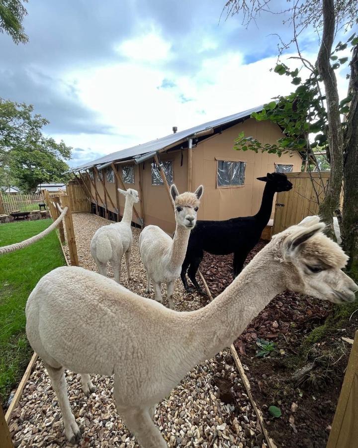 Aladdin Safari Tent Tenby Bagian luar foto
